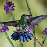 Charlene Oestreicher