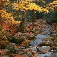 Robert \"Rob\" Staples