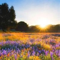 Verna \"Gene\" Bengston