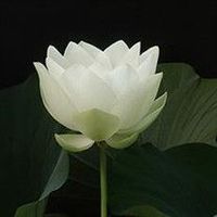 Kimberly Hazel-Kocotis