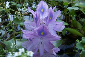 Margaret Chamberlain