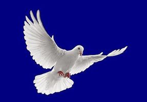 Robert Woolfolk, Jr.