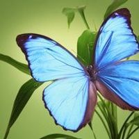 Helen \"Ginny\" Ledford