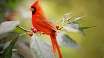 Virginia \"Gigi\" Innocenti