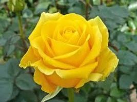 Robert \"Bob\" Mellon