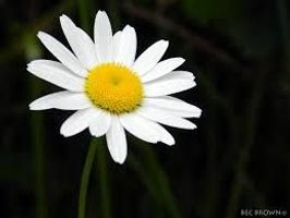 Sharon \"Fostor\" Styron