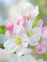 Angela Hickey-Morris