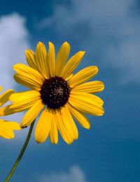 Penellopie Ellingson