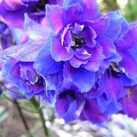 Normalee \"Teri\" Holmeide