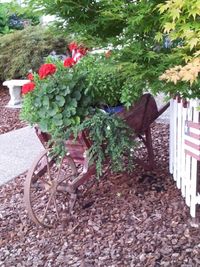 Kaethe \"Katy\" Illes