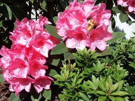 Dorothy \"Feierabend\" Weber