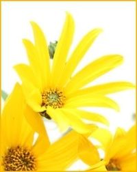 Iris \"Henderson\" Velock