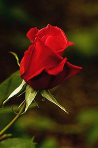 Patricia Bloomingdale