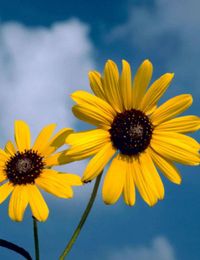 Katrina Heffernan-Stone