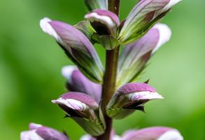 Kelly Charles Moore Billeris (Calliope Cosmas Margaritis Billeris)