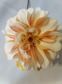 Anna \"Terry\" Bradley