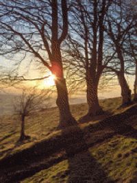 Lee Roy Haisler, Jr.