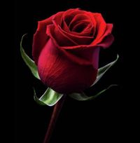 Charlotte Marie Boeck