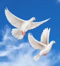 Catherine Fletcher Haynes