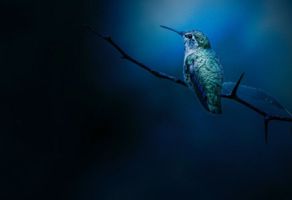 Alyne \"Lee\" Lacombe