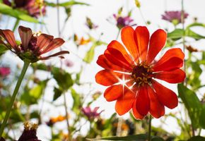 Elizabeth \"Betty\" Wade