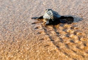 Randall \"Randy\" Dahl