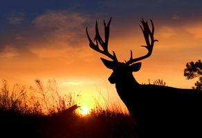 Justin \"Jut\" Harsey