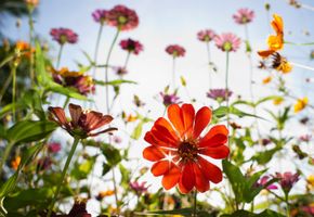 Peggy \"Diane\" King