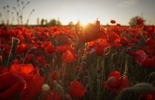 Mary \"Mimi\" Richardson