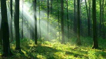 Richard Merritt, Jr.