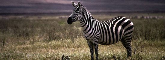 Charla \"Chuck\" Mersinger