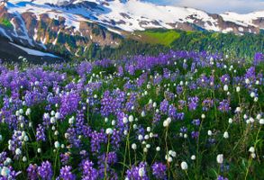 LaVonne \"Bonnie\" Coleman