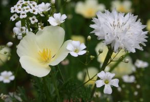 Elizabeth \"Beth\" Eachor