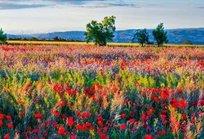 Linda \"Pat\" Lantta