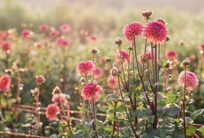 Jacqueline \"Jackie\" Zaricor