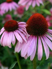 Dora \"Pat\" Platner