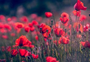 Sandra \"Sandy\" Grosskreutz