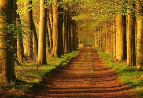 Patrick \"Chobey\" Young