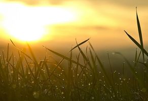 Elton \"Bob\" Oppegard