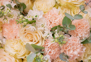 Phyllis West Tollefson