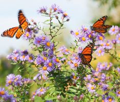 Sharon Sechler-Favalo