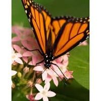 Marjorie VanValkenburg