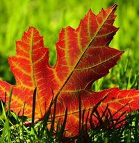 Robert \"Rob\" Johnson