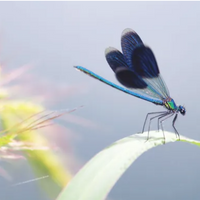 Bernadine \"Bernie\" Ezell