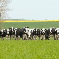 Melvin \"Buck\" Pearo