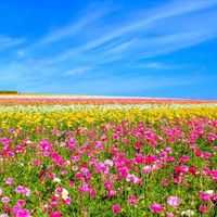 Constance \"Connie\" Hughes