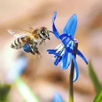 Gerson \"J.D or Jelson\" Pires Do Canto