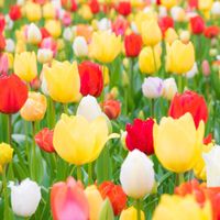 Estela Pulido de Perez