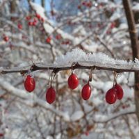 Jose Rodriguez-Ortiz