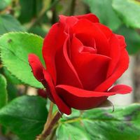 Beverly Wilson (Birdwell)